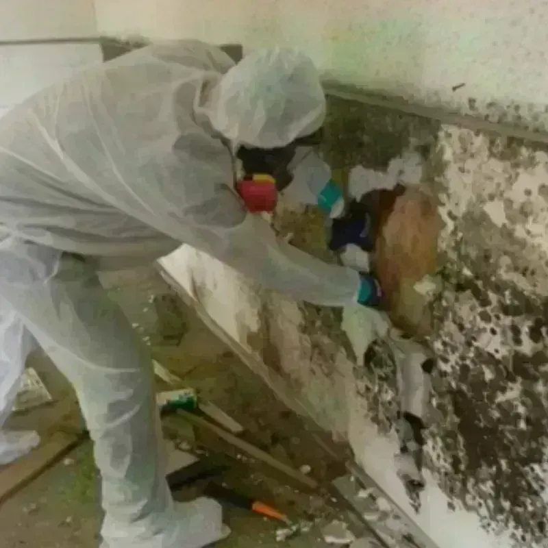 Mold Remediation and Removal in Cowley County, KS